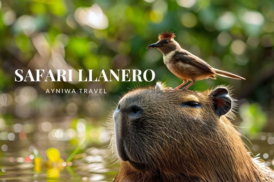 SAFARI LLANERO Y FERIAS DE MONTERREY | Plan 3 Días