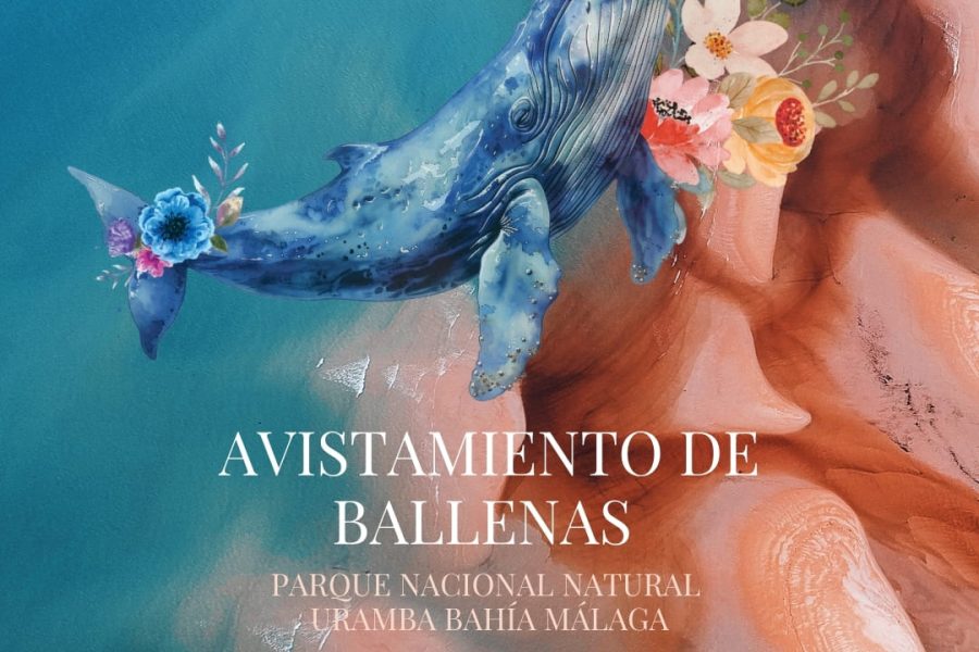 AVISTAMIENTO DE BALLENAS | Plan 3 Días