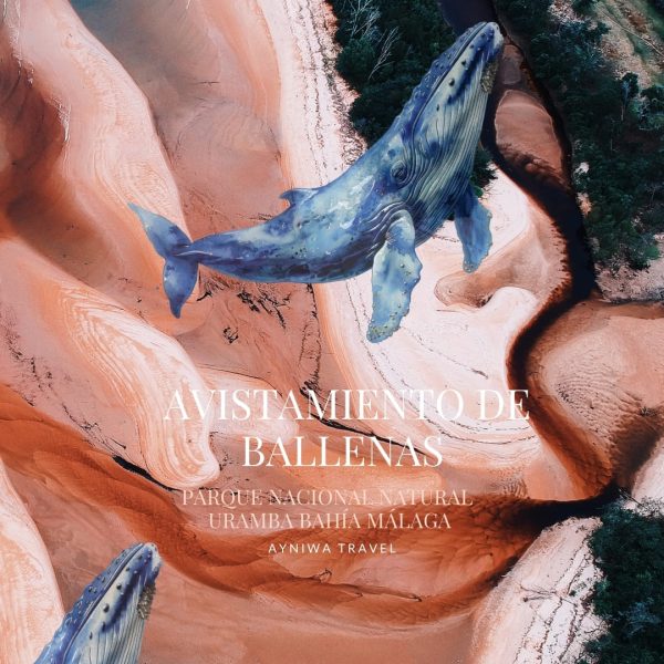 AyniwaTravel_Ballenas4D3N-001