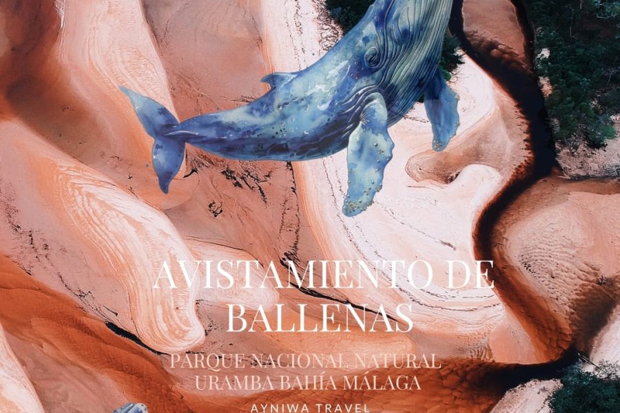 AVISTAMIENTO DE BALLENAS | Plan 4 Días