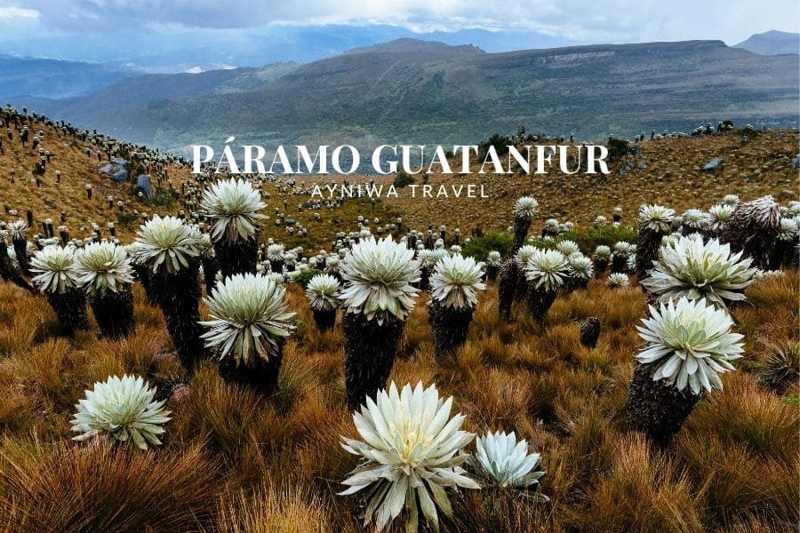 PÁRAMO GUANTAFUR | Pasadía